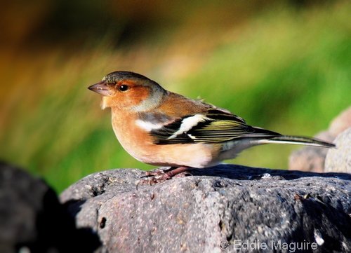 Chaffinch