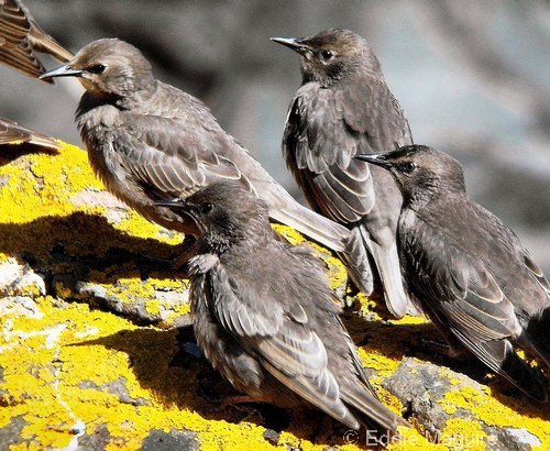 Starling (juveniles)