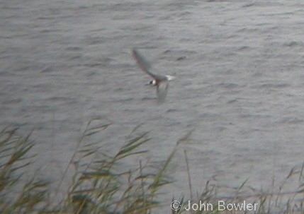 Black Tern