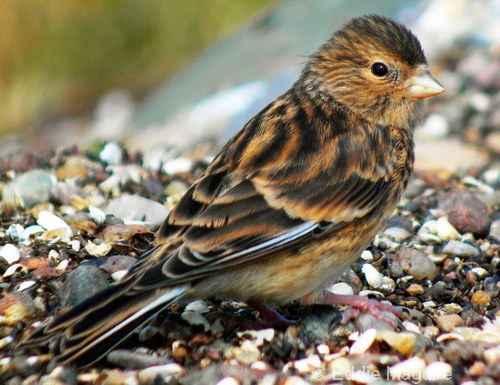 Twite (juvenile)