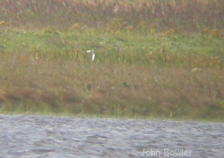 Black Tern