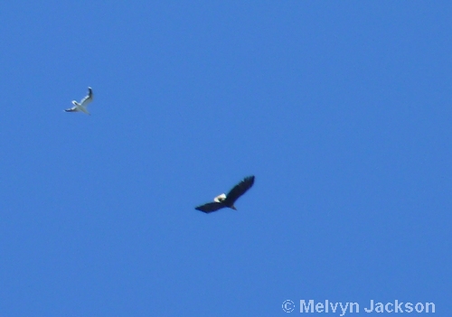 White-tailed Eagle