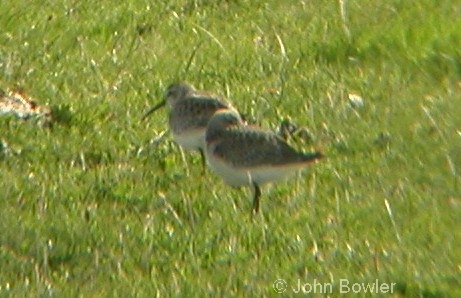 Curlew Sandpiper