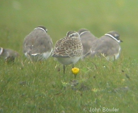 Curlew Sandpiper