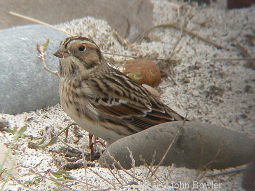 Lapland Bunting