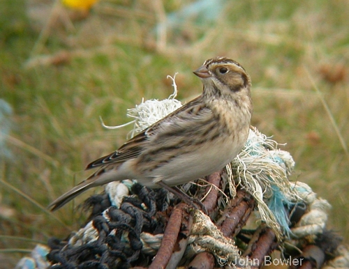 Lapland Bunting