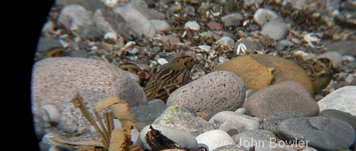 Lapland Bunting