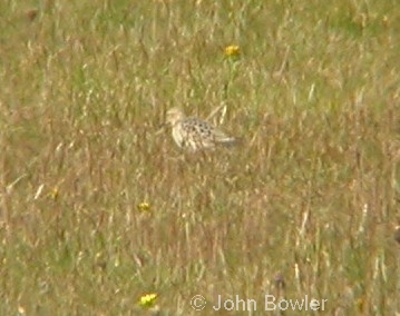 Buff-breasted Sandpipers