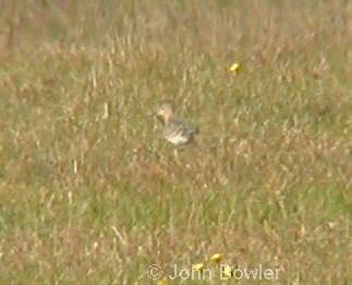 Buff-breasted Sandpipers