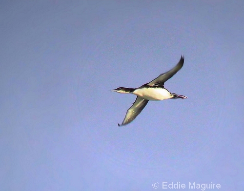 Great Northern Diver