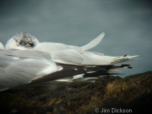 Mediteranean Gull