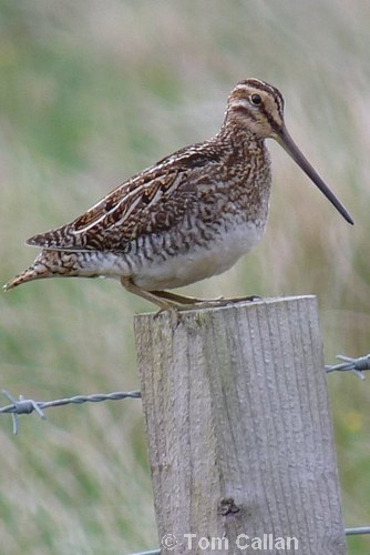 Common Snipe