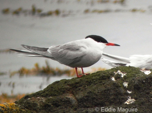 Common Tern