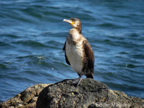 Cormorant