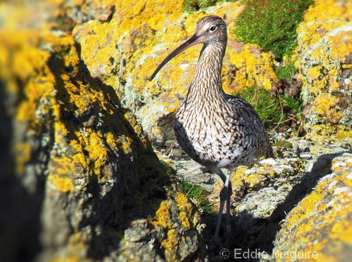 Curlew