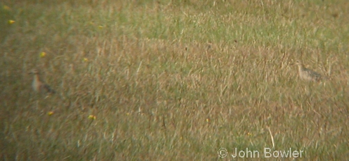 Buff-breasted Sandpipers