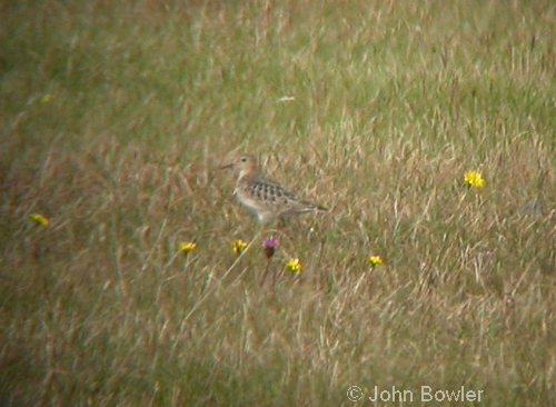 Buff-breasted Sandpipers