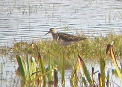 Pectoral Sandpiper