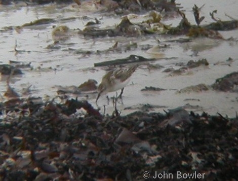 Little Stint