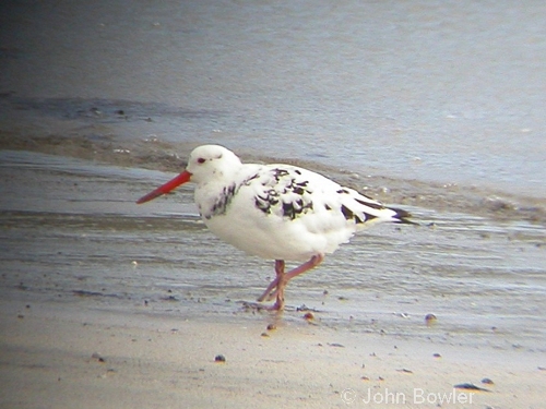 Mostly-white Oystercatcher