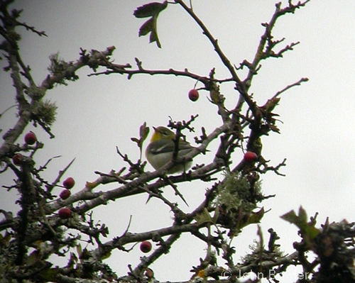 Northern Parula