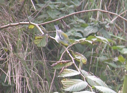 Northern Parula