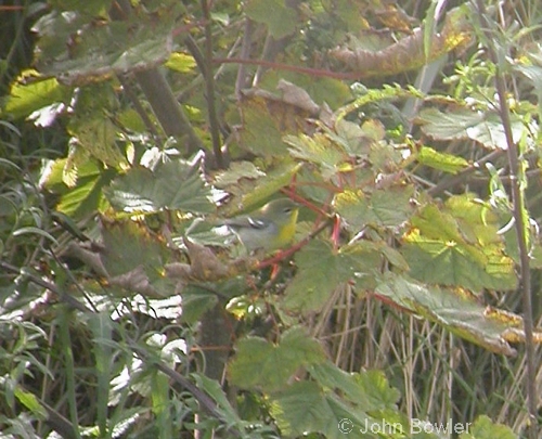 Northern Parula