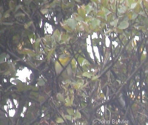 Northern Parula