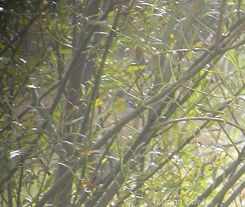 Northern Parula