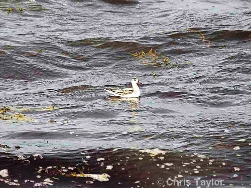 Grey Phalarope