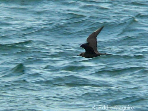 Arctic Skua