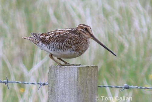 Common Snipe