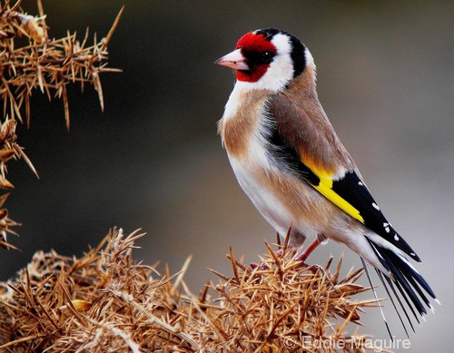 Goldfinch