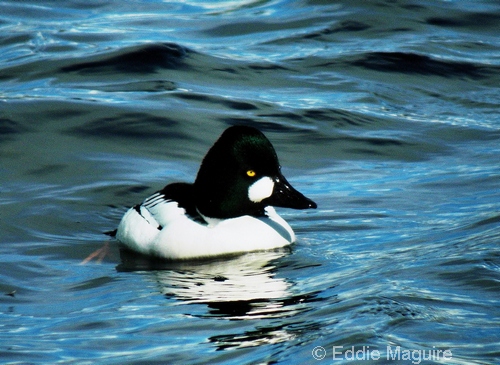 Goldeneye