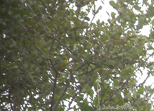 Northern Parula