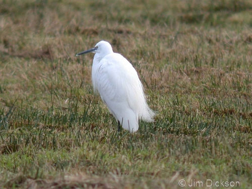 Little Egret