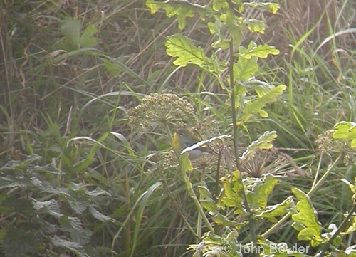 Northern Parula