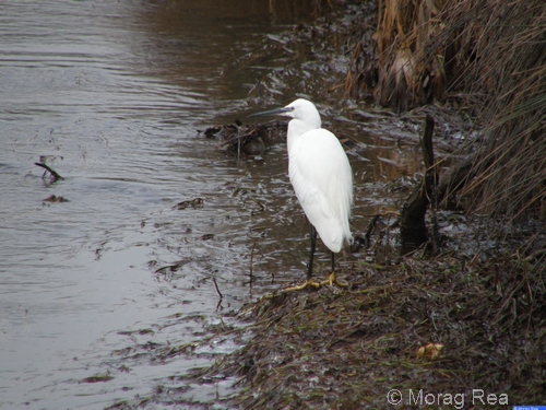 Little Egret