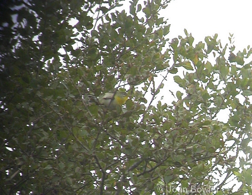 Northern Parula