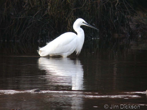 Little Egret