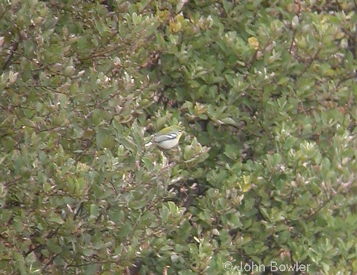 Northern Parula