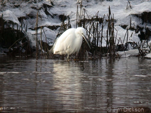 Little Egret