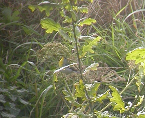 Northern Parula