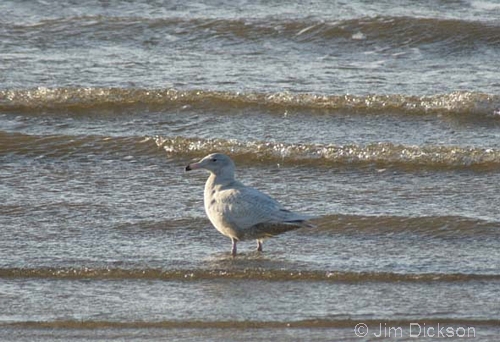 Glaucous Gull