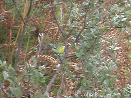 Northern Parula