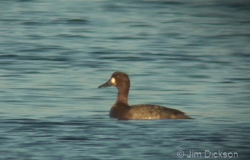 Lesser Scaup