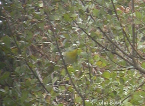 Northern Parula