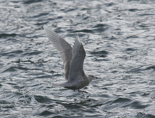 Iceland Gull