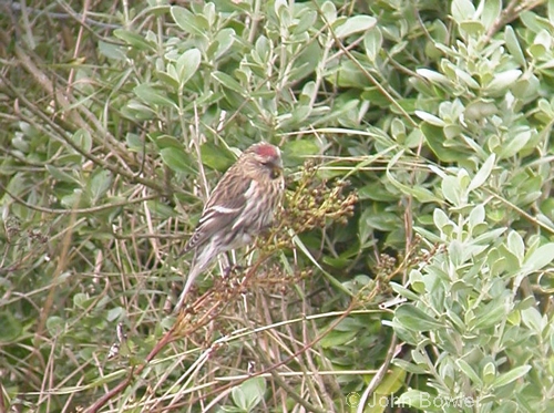 Redpoll