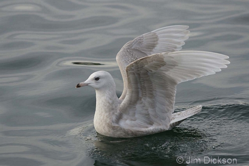 Iceland Gull